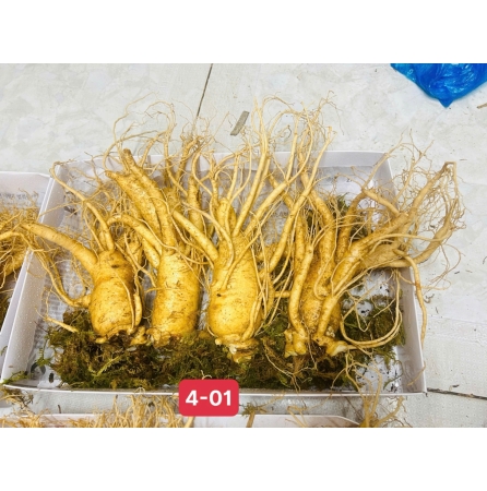 Sâm tươi