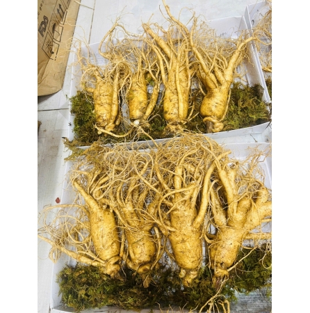Sâm tươi